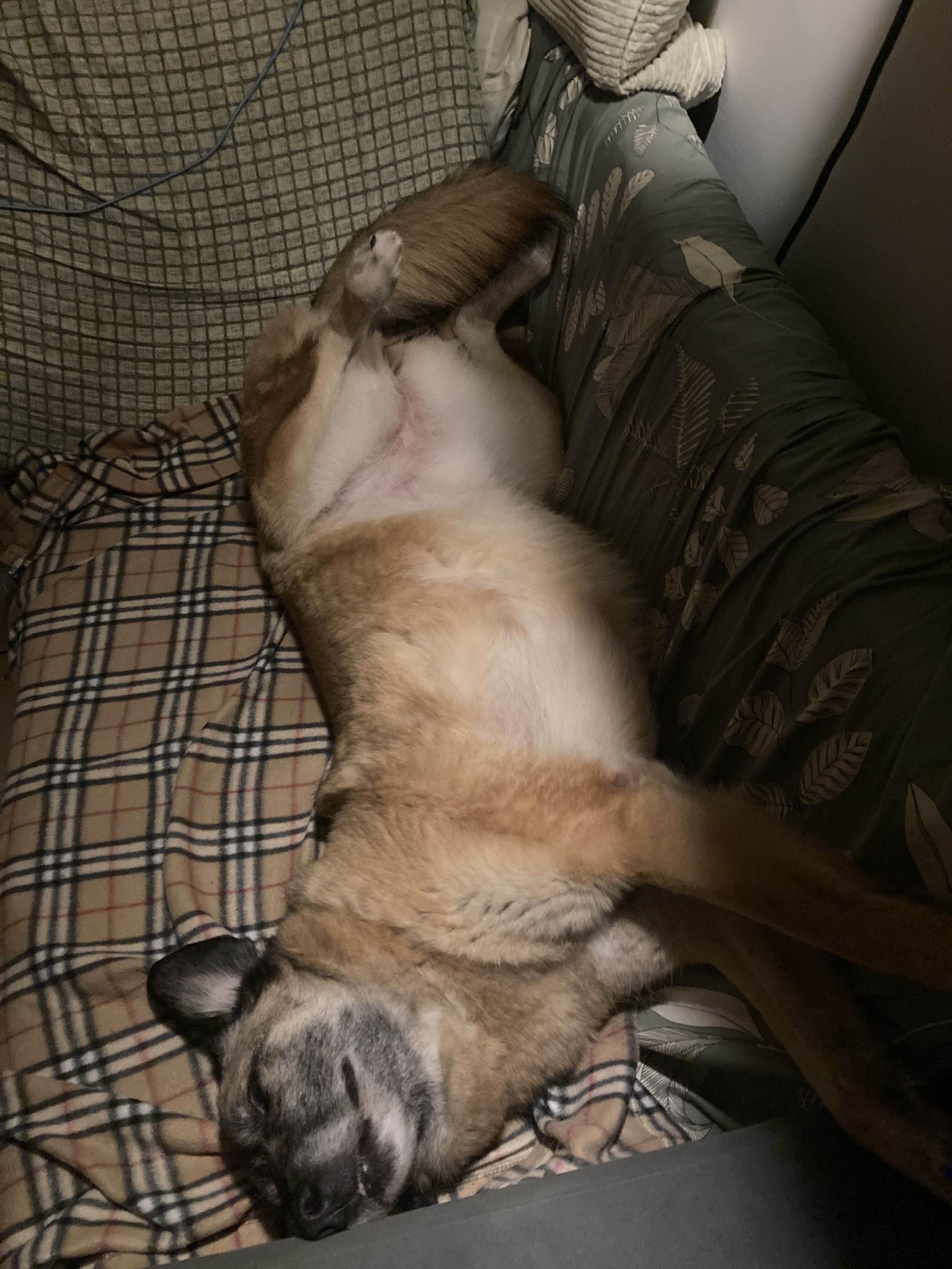 갈색 중대형견 강아지가 소파 위에서 배를 드러내어 놓고 자고 있다.