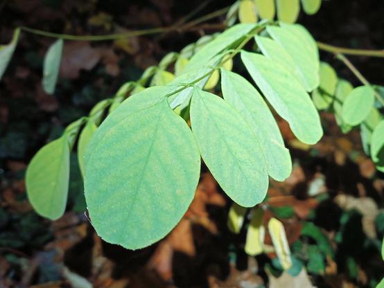 Grüner, leicht gebogener Zweig mit vielen ovalen, glatten Blättern, die wechselständig angeordnet sind. Die Blattoberflächen wirken leicht samtig und zeigen feine Blattadern. Der Hintergrund ist unscharf und zeigt braune und dunkelgrüne Blätter am Boden, was auf eine herbstliche Umgebung schließen lässt.