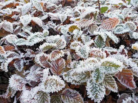 Hecke mit zahlreichen Blättern in verschiedenen Herbstfarben, darunter Grün, Braun, Orange und Rot. Die Blätter sind gezackt und von einer dichten Schicht aus weißem Raureif überzogen, der sich besonders an den Blatträndern abgesetzt hat. Die Eiskristalle wirken stachelig und betonen die Blattstruktur deutlich.
