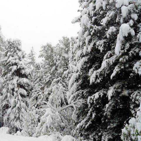 Dicht bewachsene Tannen und Sträucher sind vollständig mit Schnee bedeckt, die Äste biegen sich unter der Schneelast. Der Hintergrund zeigt weitere hohe Bäume in einer nebligen, winterlichen Umgebung. Einzelne schneebedeckte Zweige und kleinere Büsche ragen im Vordergrund hervor. Der Himmel ist grau und still, passend zur friedlichen Winterstimmung.