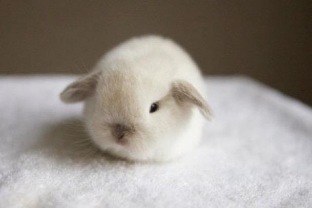 An adorable baby bunny curled into a little fluff ball staring off into the distance