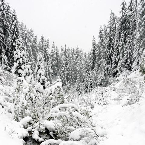 Winterliche Waldszene mit dicht stehenden, schneebedeckten Tannen, die das Tal auf beiden Seiten einrahmen. Im Vordergrund schlängelt sich ein kleiner Bach durch das Tal, umgeben von tief verschneiten Büschen und umgeknickten Ästen. Die Landschaft wirkt friedlich und unberührt, mit klaren winterlichen Akzenten in Weiß und Grau.