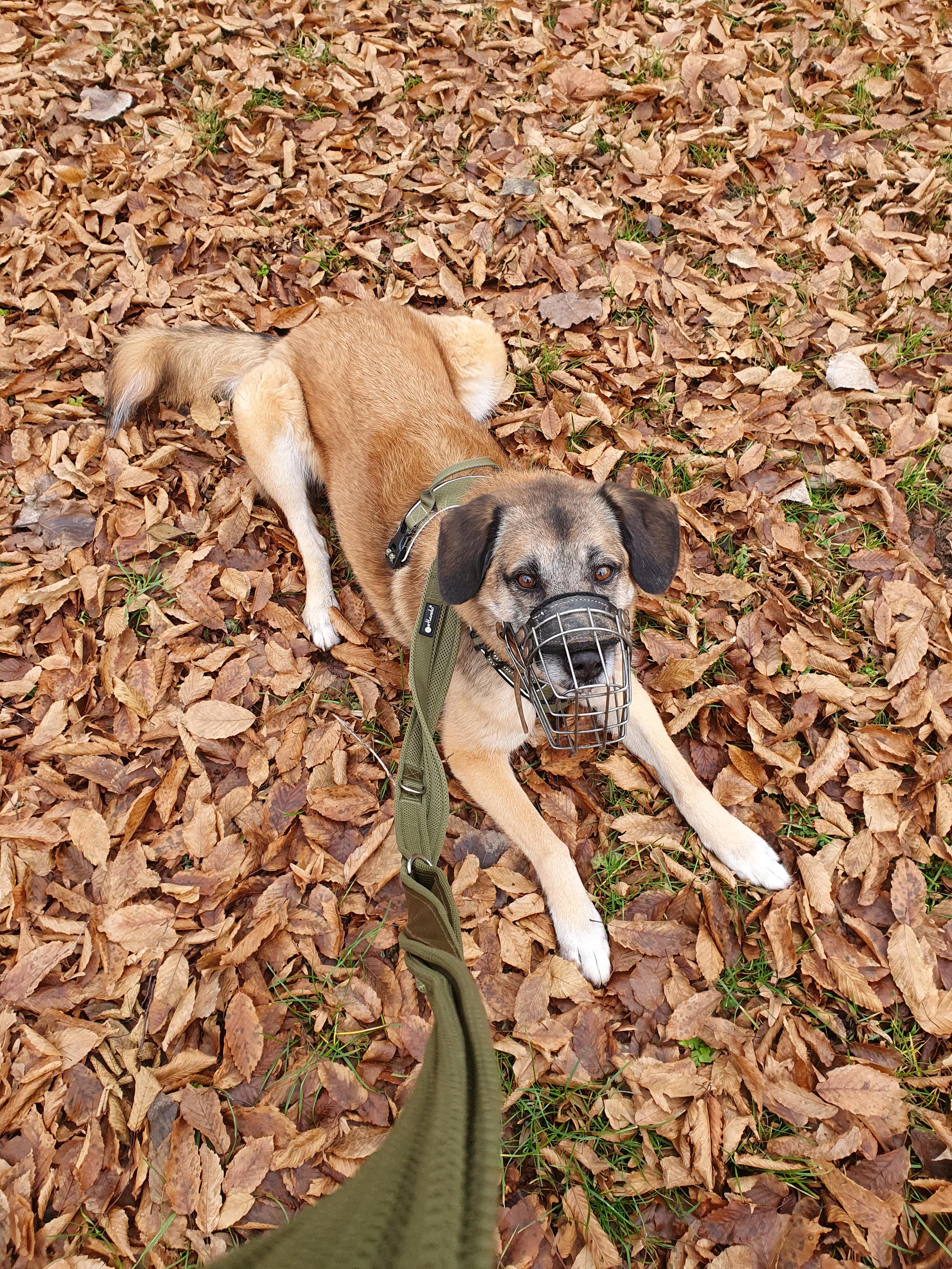 녹색 산책줄을 한 갈색 중대형견이 낙엽이 쌓인 야외 바닥에 엎드려서 카메라를 쳐다보고 있다.