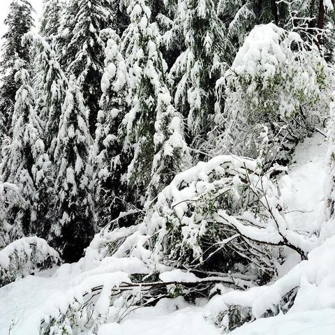 Das Bild zeigt eine verschneite Landschaft in einem alpinen hochgelegenen Gebiet. Zahlreiche immergrüne Bäume sind unter der schweren Last des Schnees gebogen und teilweise bedeckt. Die Äste der Bäume hängen unter dem Gewicht des Schnees herab, was der Szene ein ruhiges, aber dichtes Erscheinungsbild verleiht. Es ist kein Himmel zu sehen. Die Aufnahme wurde in einem Wald gemacht. Keine menschlichen Aktivitäten oder Tiere sind sichtbar, was den unberührten Charakter der Winterlandschaft unterstr…
