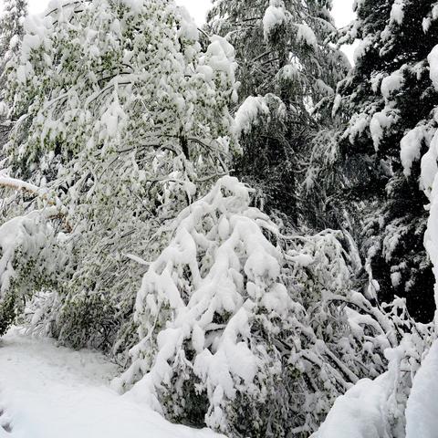 Ein Baum mit dünnen Zweigen ist stark unter der Last des Schnees nach unten gebogen, seine Äste sind dicht mit Schnee bedeckt. Im Vordergrund und an den Seiten befinden sich weitere verschneite Sträucher und Bäume. Der Hintergrund zeigt hohe, dunkle Nadelbäume, die ebenfalls von Schnee bedeckt sind. Der Boden ist vollständig mit einer dicken Schneeschicht bedeckt.