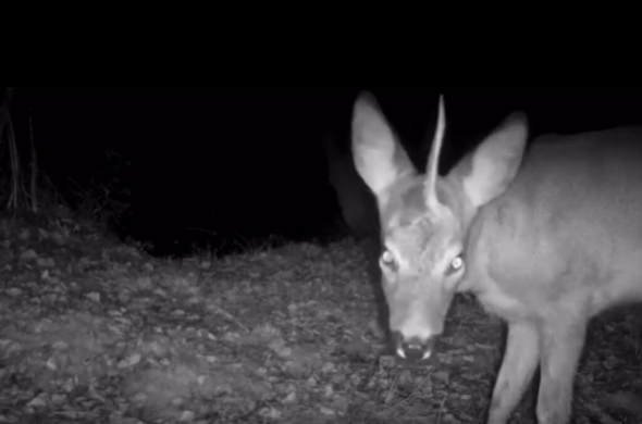 Roe deer with a single antler