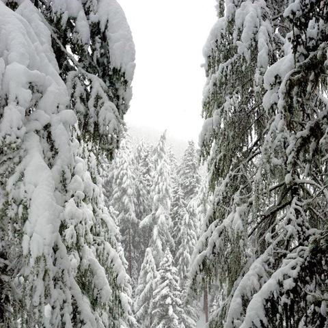 Verschneite Tannen rahmen den Blick auf einen dichten Winterwald ein. Die Äste der vorderen Bäume hängen schwer unter der Schneelast, während im Hintergrund weitere Bäume stehen, deren Spitzen im Nebel oder Schneefall verschwimmen. Die Szene ist ruhig und vermittelt die Stille eines verschneiten Waldes.
