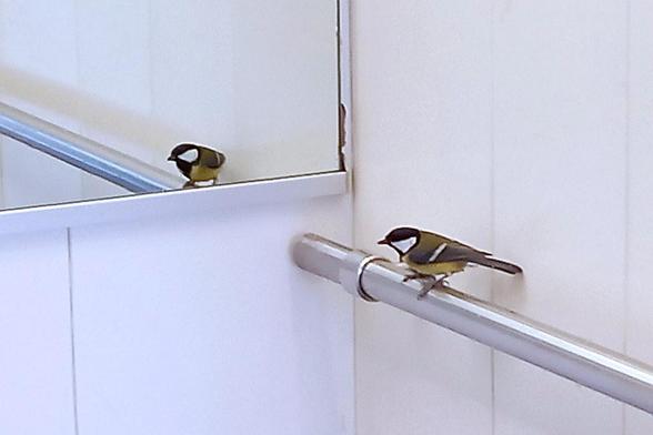 Eine Kohlmeise mit schwarzem Kopf, gelber Unterseite und olivgrünem Rücken sitzt auf einem silbernen Handlauf in einem Fahrstuhl. Der Vogel schaut nach unten und ist nahe an einer Ecke positioniert, an der sich ein Spiegel befindet. Im Spiegel ist die Reflexion der Kohlmeise deutlich sichtbar, was den Eindruck erweckt, als ob dort ein zweiter Vogel wäre. Der Handlauf verläuft horizontal durch das Bild und ist ebenfalls im Spiegel zu sehen.