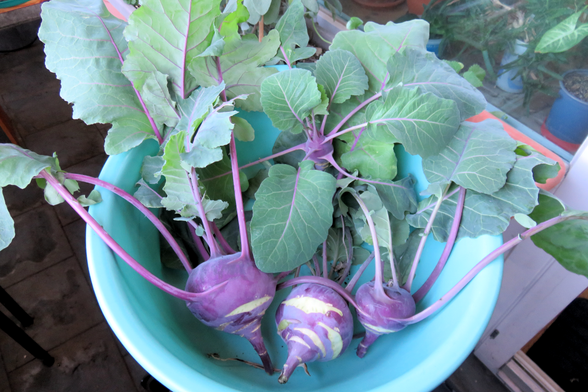 In einer hellblauen Schüssel liegen mehrere frische, lilafarbene Kohlrabi mit langen Stielen und großen, grünen Blättern. Die Knollen sind rundlich bis leicht oval und zeigen helle Streifen oder Flecken. Die Blätter sind kräftig gewachsen und haben violett gefärbte Blattstiele. Die Schüssel steht in einem Innenraum mit Fliesenboden und sichtbaren Zimmerpflanzen im Hintergrund.