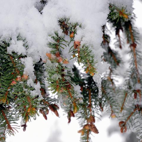 Nahaufnahme von Tannenzweigen mit grünen Nadeln und kleinen braunen Zapfen, die teilweise von Schnee bedeckt sind. Einige Zweige tragen Eiszapfen, die unter der Schneelast herunterhängen. Die feinen Details der Nadeln und Zapfen kontrastieren mit dem hellen Hintergrund, der verschwommene verschneite Elemente zeigt.