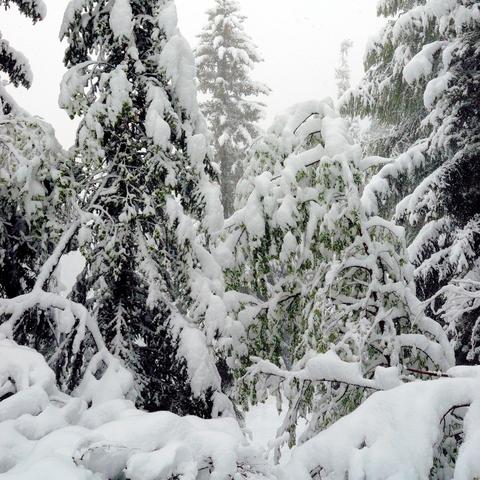 Verschneite Bäume und Sträucher stehen dicht beieinander, ihre Äste sind schwer mit Schnee beladen und biegen sich unter der Last. Grüne Blätter sind teilweise unter dem Schnee sichtbar. Im Hintergrund ragen hohe, schneebedeckte Nadelbäume in den nebligen Himmel, was der Szene eine ruhige Winteratmosphäre verleiht.