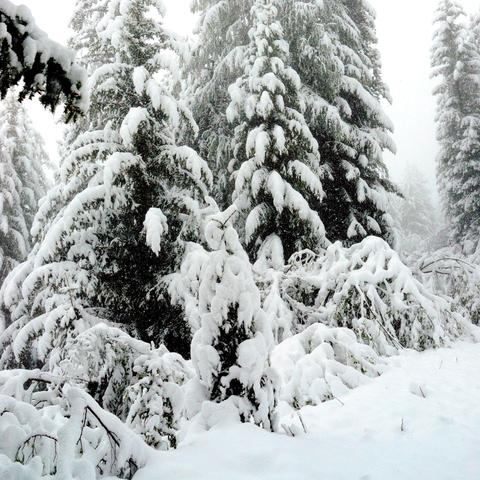 Dicht verschneite Tannenbäume stehen in einer ruhigen Winterlandschaft. Im Vordergrund liegen dick mit Schnee bedeckte Sträucher und gebogene Äste. Der Schnee hat sich gleichmäßig über die gesamte Szene verteilt. Der neblige Hintergrund zeigt weitere Bäume, die in die Winterstimmung eingebettet sind.