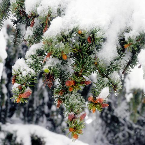 Nahaufnahme von Tannenzweigen mit grünen Nadeln und kleinen, rotbraunen Zapfen, die von einer leichten Schneeschicht bedeckt sind. Einige Zapfen und Nadeln glänzen, da sie von Schmelzwasser oder gefrorenen Tropfen überzogen sind. Der Hintergrund ist verschwommen und zeigt weitere schneebedeckte Zweige.
