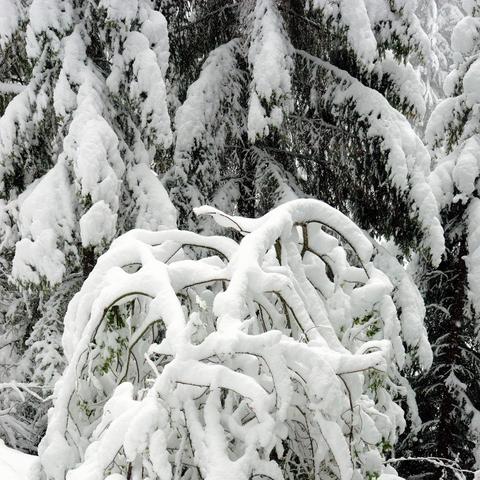 Nahaufnahme eines verschneiten Baumes mit dünnen, geschwungenen Ästen, die unter einer dicken Schneeschicht bogenförmig nach unten hängen. Im Hintergrund sind größere Tannenbäume zu sehen, deren Zweige ebenfalls dicht mit Schnee bedeckt sind. Die Szene wirkt ruhig und zeigt die Last des Schnees auf der Vegetation.