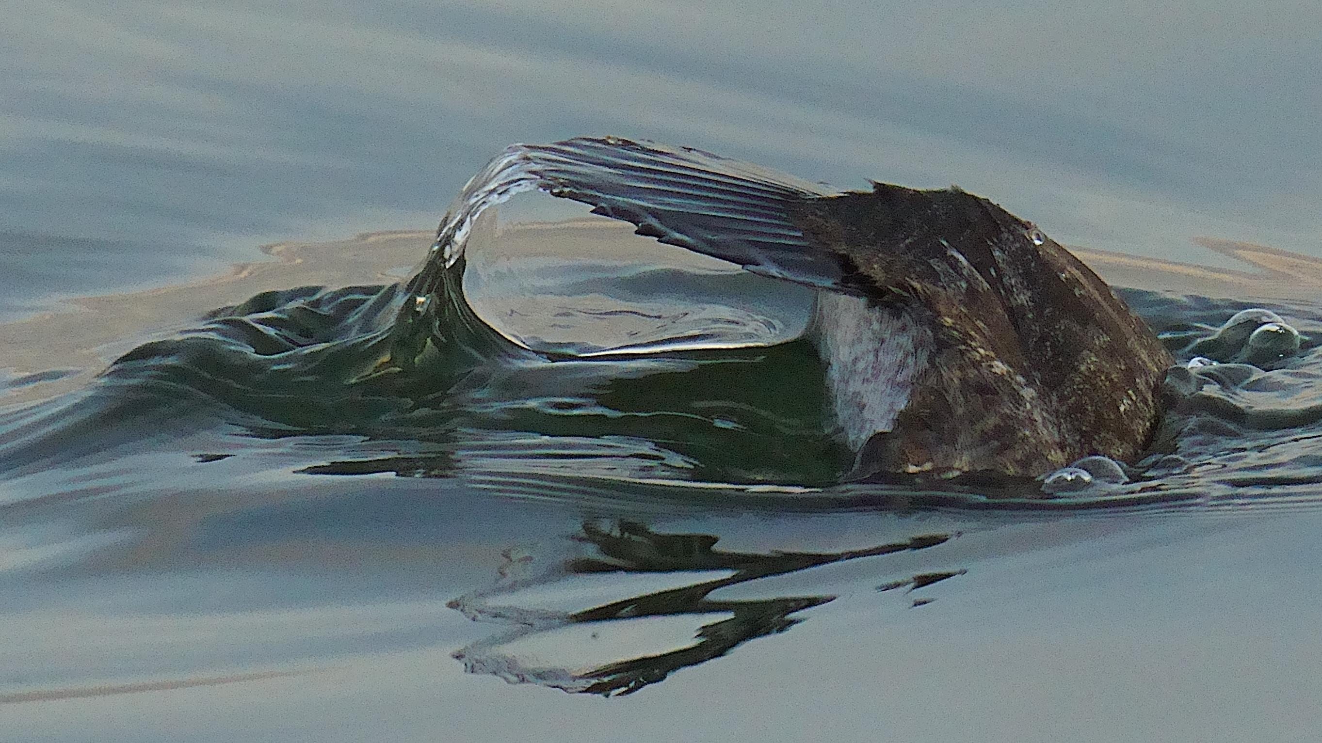 The tail of a diving Rudy Duck holds onto an arc of water.