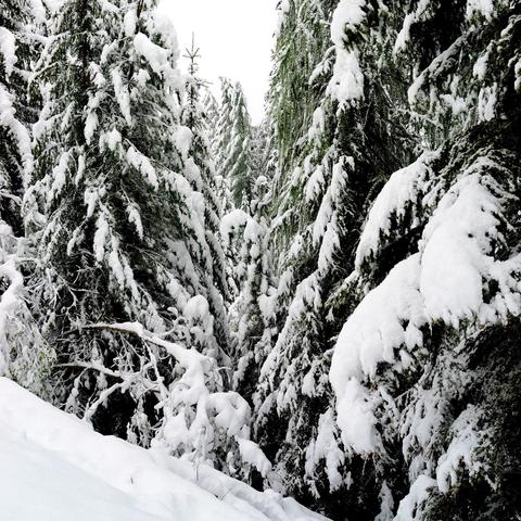 Dichter verschneiter Tannenwald mit schmalem, tiefem Durchgang zwischen den Bäumen. Die Äste sind von dicken Schneeschichten bedeckt, einige hängen unter der Last herab. Der Boden ist vollständig mit Schnee bedeckt, wodurch die dunklen Grüntöne der Nadeln kontrastieren. Der Blick wird von den hohen, nach oben strebenden Bäumen eingerahmt, während der Himmel nur leicht sichtbar ist.