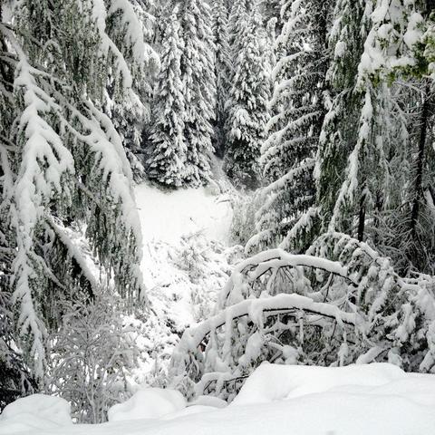 Verschneiter Hang mit dicht stehenden Tannen im Hintergrund, deren Äste mit einer dicken Schneeschicht bedeckt sind. Im Vordergrund liegen gebogene, unter der Schneelast nach unten gedrückte Äste und kleinere Büsche, die den Blick auf eine offene, schneebedeckte Fläche freigeben. Die Umgebung wirkt still und winterlich, mit tief verschneiten Details.