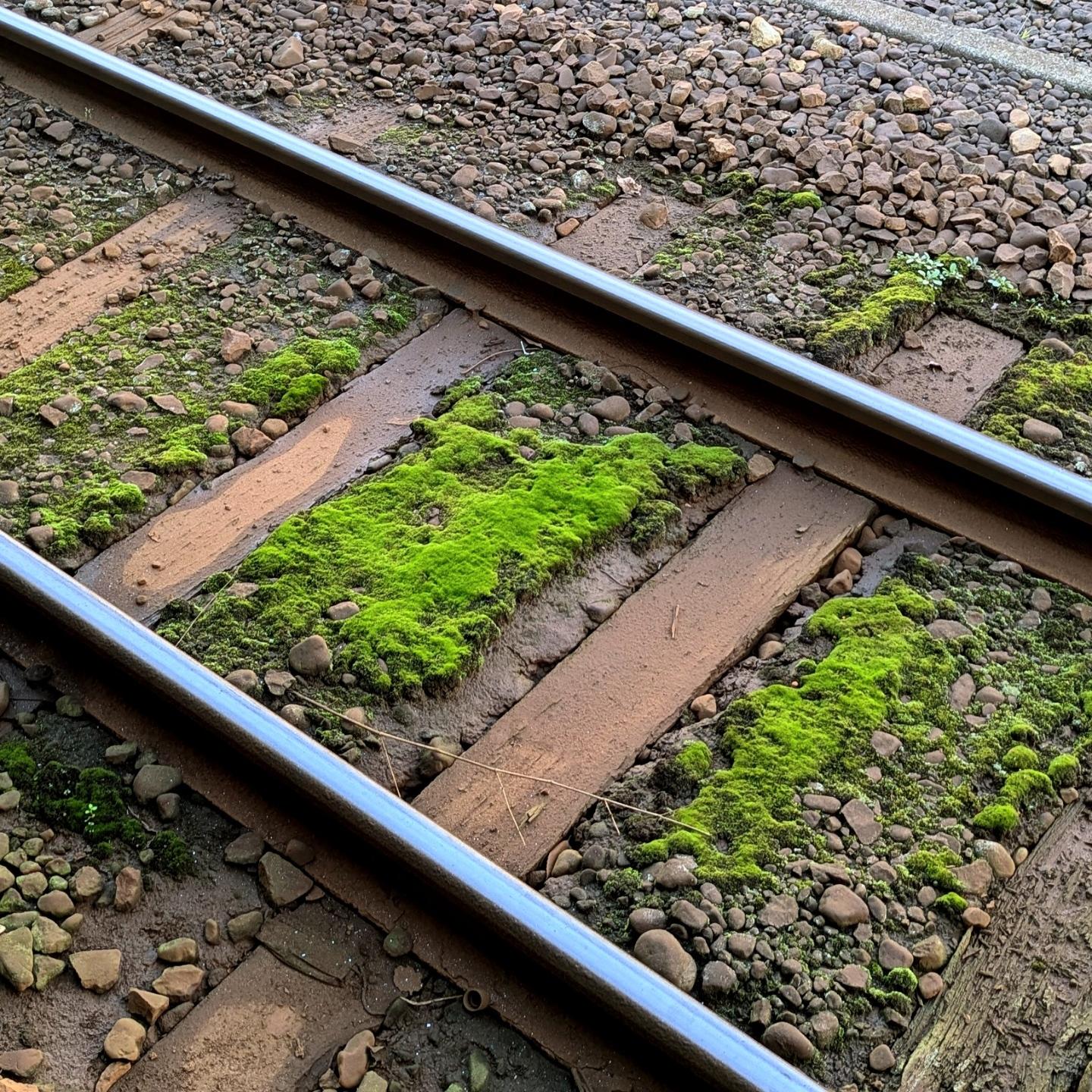 Two railway tracks with gravel around and quite a bit of moss in between the wooden sleepers