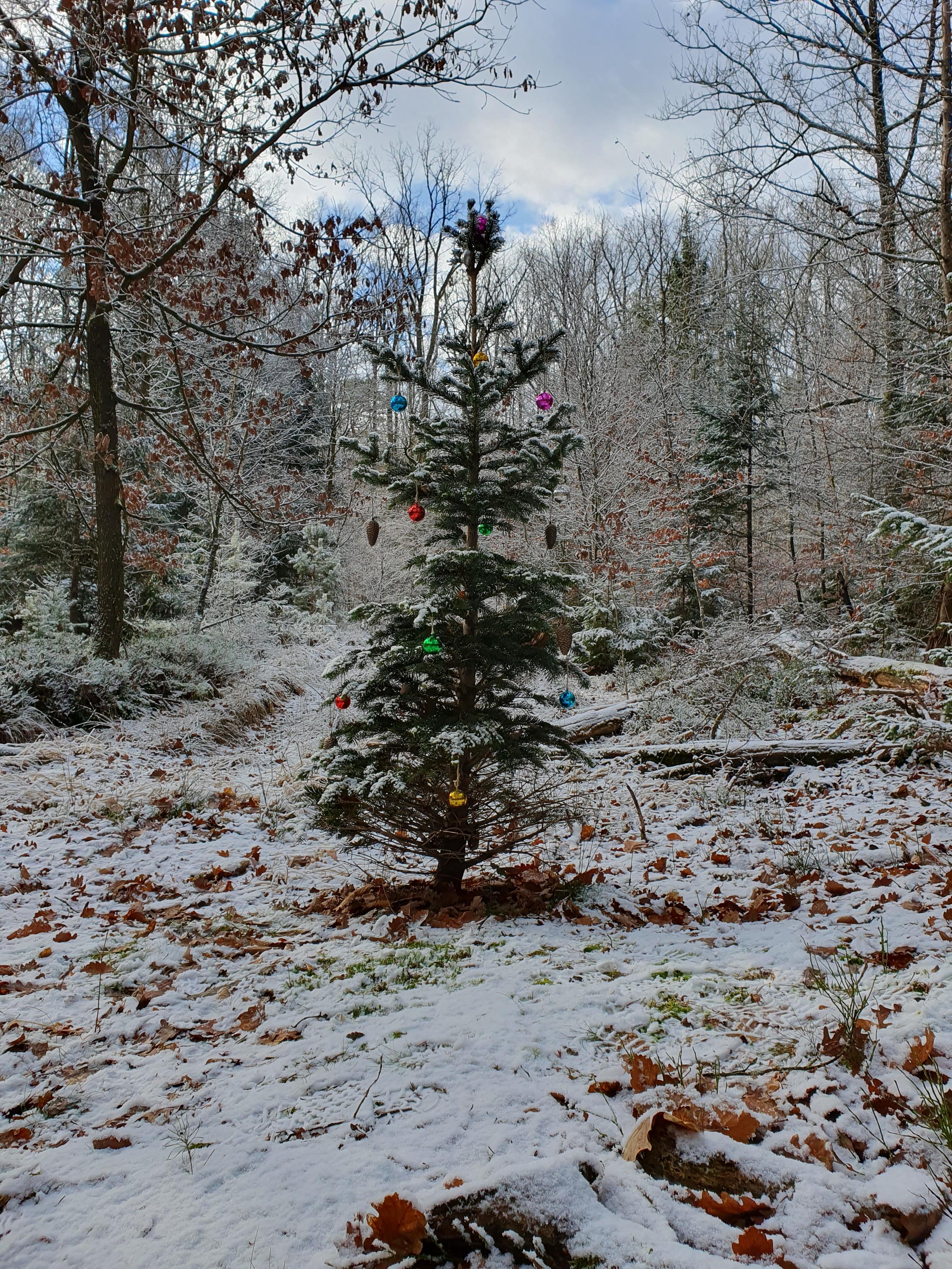 Im Schneewald steht ein kleiner Christbaum. Der ist mit Weihnachtsschmücken dekoriert.