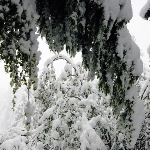 Dicht verschneite Äste und Zweige rahmen die Szenerie ein, wobei im Vordergrund sowohl Nadel- als auch Laubzweige zu sehen sind. Die schweren Schneelasten biegen die Äste nach unten. Im Hintergrund zeigen sich weitere stark verschneite Sträucher und Bäume, die in einen nebligen, hellen Himmel übergehen. Einzelne grüne Blätter und Nadeln schimmern unter dem Schnee hervor.