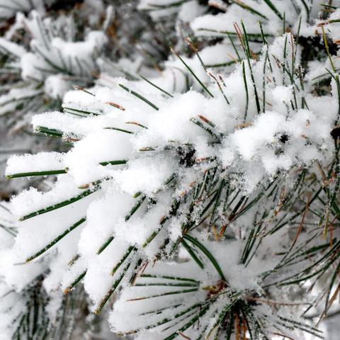 Nahaufnahme von Tannennadeln, die mit einer dichten Schicht aus frischem Schnee bedeckt sind. Die grünen Nadeln ragen unter dem Schnee hervor und zeigen feine Details ihrer Struktur. Im Hintergrund sind weitere Nadeln und Schnee verschwommen zu erkennen.