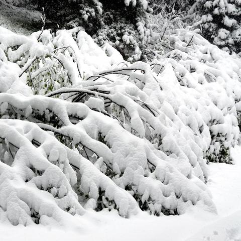 Schneebedeckte Sträucher und dünne Äste, die unter der Last des Schnees nach unten gebogen sind. Die Oberfläche des Schnees wirkt dick und gleichmäßig verteilt. Im Hintergrund sind größere, ebenfalls verschneite Bäume erkennbar, die die winterliche Szene ergänzen.
