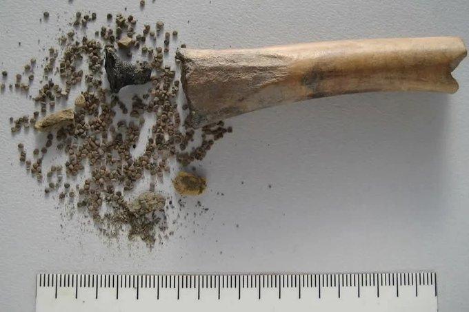 a Roman settler’s stash of poisonous seeds, sealed in a hollowed-out animal bone 2,000 years ago