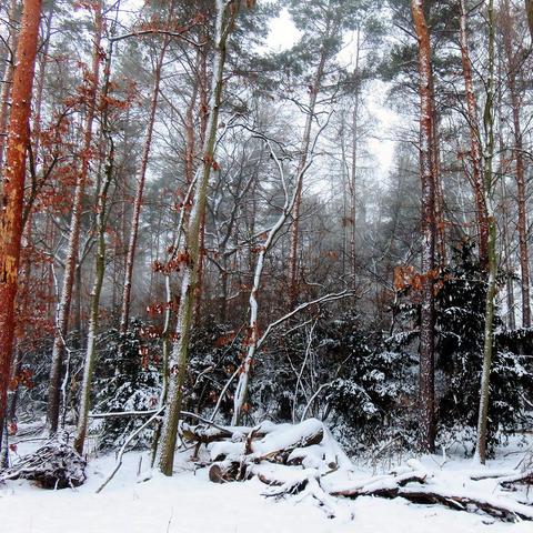 Das Bild zeigt einen dicht bewachsenen Wald im Winter. Verschiedene Baumarten, darunter Nadel- und Laubbäume, stehen eng beieinander. Einige Bäume haben noch braune Blätter, die nicht abgefallen sind, während andere bereits kahl sind. Der Boden ist von einer dünnen Schicht frischen Schnees bedeckt, ebenso wie die Äste der Bäume. Der Schnee verstärkt die Strukturen der Baumrinde und des Unterholzes. Zwischen den Bäumen sind Büsche und kleinere Pflanzen zu erkennen, die ebenfalls von Schnee bedec…