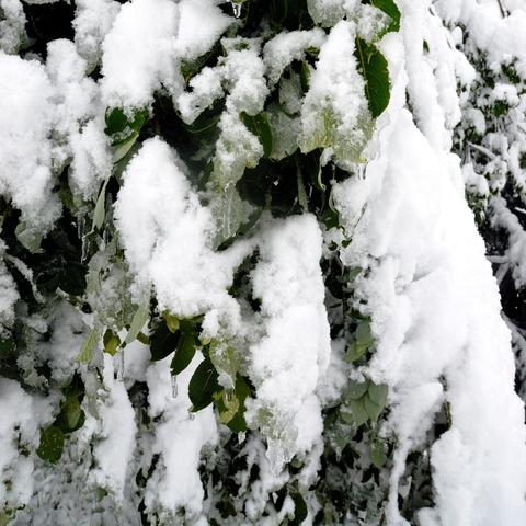 Grüne Laubblätter, die stark mit Schnee bedeckt sind, wobei einzelne Eiszapfen an ihnen hängen. Der Schnee belastet die Blätter, sodass sie nach unten hängen. Im Hintergrund sind weitere verschneite Pflanzen erkennbar, die das winterliche Bild vervollständigen.
