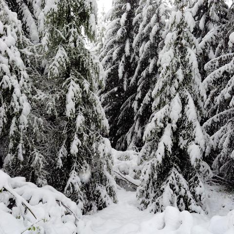 Verschneite Tannenbäume stehen dicht beieinander und sind von einer dicken Schneeschicht bedeckt. Im Vordergrund liegen gebogene oder umgestürzte Äste, ebenfalls vollständig mit Schnee bedeckt. Der Boden ist weiß und unberührt, während die Szenerie von einer stillen Winteratmosphäre geprägt ist. Im Hintergrund ragen weitere Bäume in den Himmel.