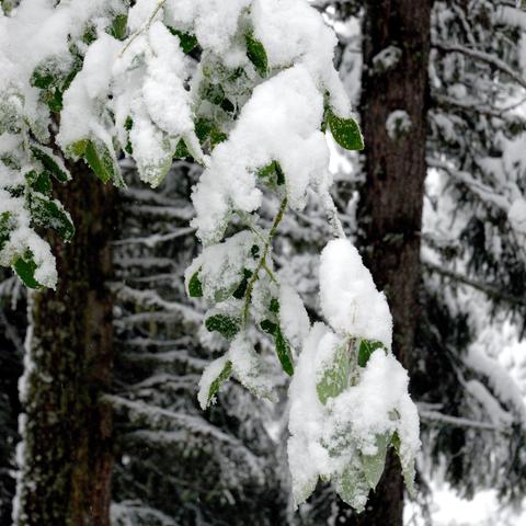 Ein Zweig mit grünen Blättern ist dicht mit Schnee bedeckt. Die Blätter biegen sich unter der Schneelast, während im Hintergrund verschwommene Baumstämme und Äste zu sehen sind, die ebenfalls von Schnee umhüllt sind. Die Szene vermittelt eine ruhige Winteratmosphäre.