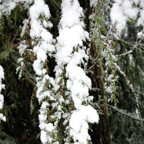 ahaufnahme von langen, dünnen Zweigen, die mit dichten Schneeklumpen bedeckt sind. Zwischen dem Schnee sind kleine grüne Nadeln und braune Knospen sichtbar. Im Hintergrund scheinen weitere Nadelbäume und Äste durch, die eine dunkelgrüne, leicht verschwommene Kulisse bilden.