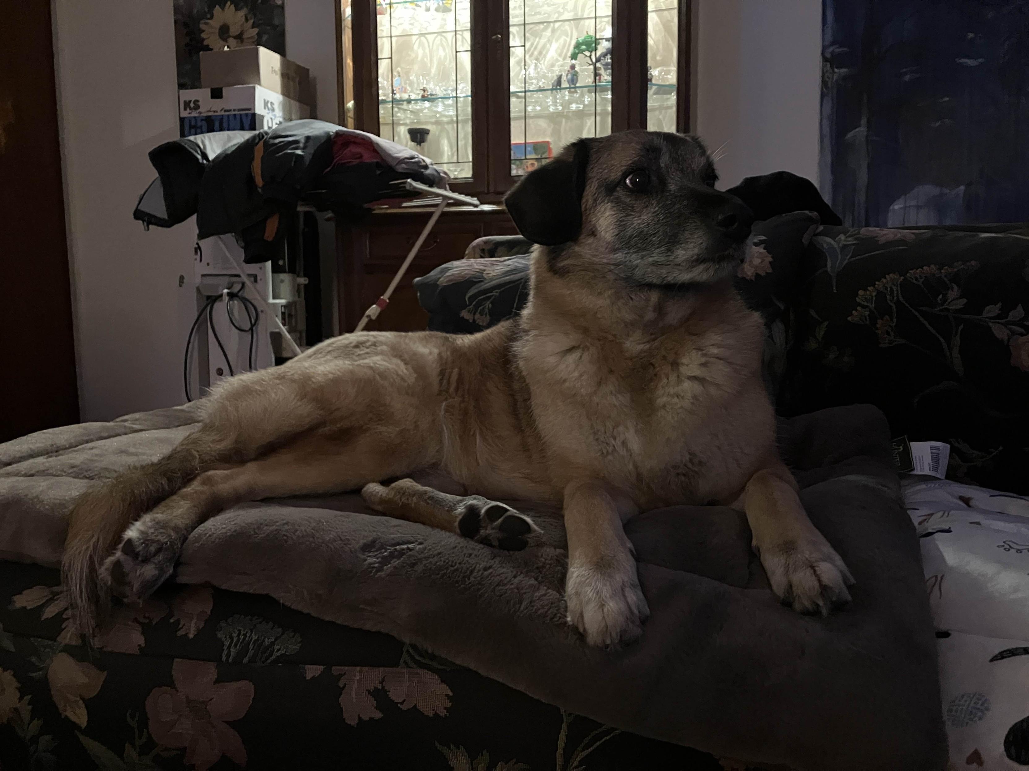 꽃무늬 소파 위에 엎드려 있는 갈색 중형견