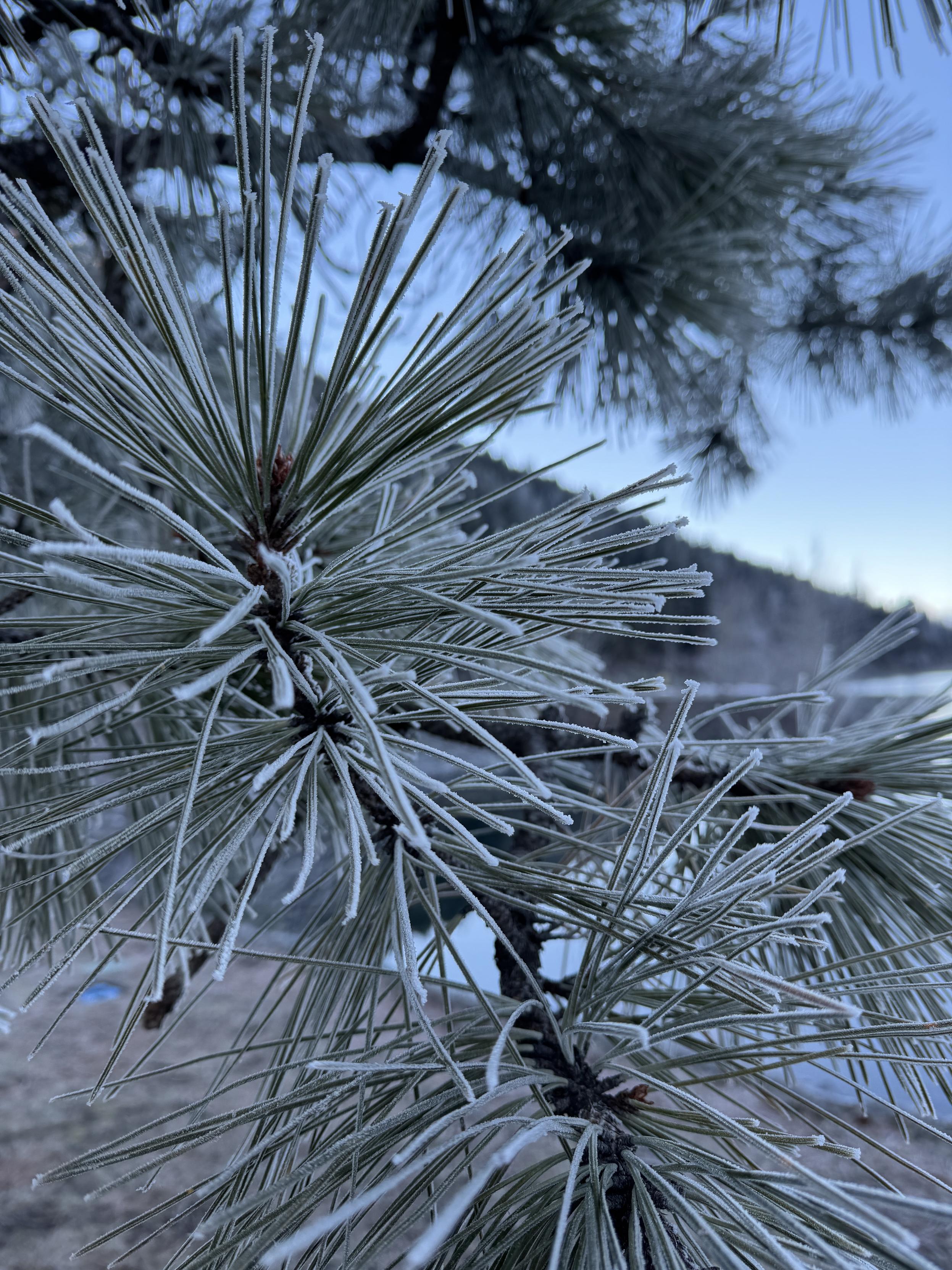 Closeup photo of the frozen, frosty needles of a pine tree in the blue morning light