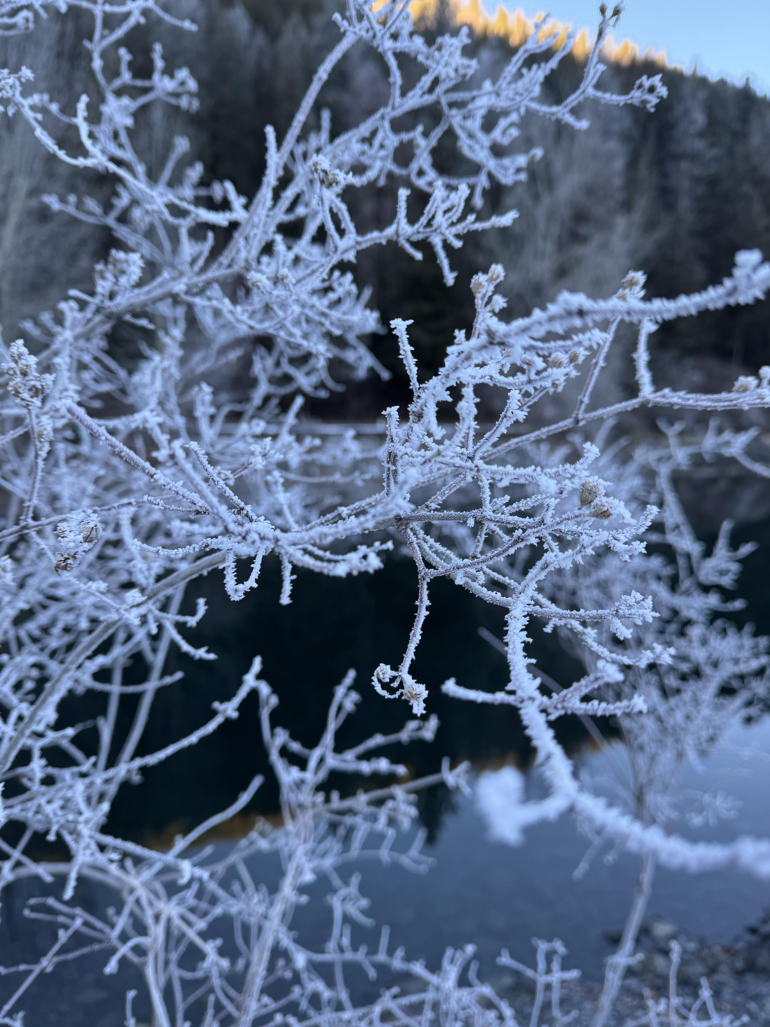 Small branches and twigs of a cottonwood next to a lake, covered in a thick layer of frost 