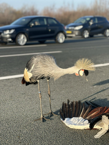 A crane mourning its dead mate. 