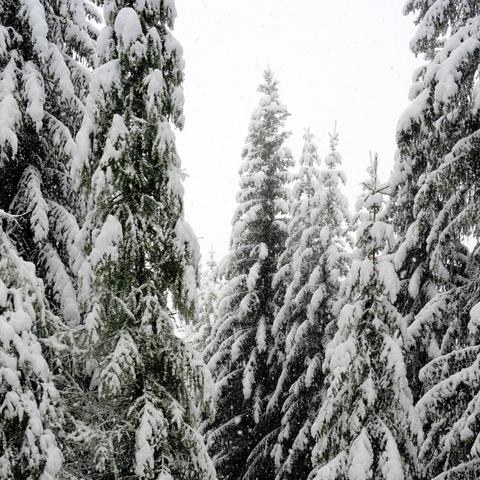 Dicht stehende, hohe Tannenbäume sind von einer dicken Schneeschicht bedeckt. Die Äste biegen sich leicht unter der Schneelast, während der helle, wolkenverhangene Himmel einen Kontrast zu den dunklen Baumkronen bildet. Leichte Schneeflocken fallen, und die Umgebung wirkt ruhig und winterlich.