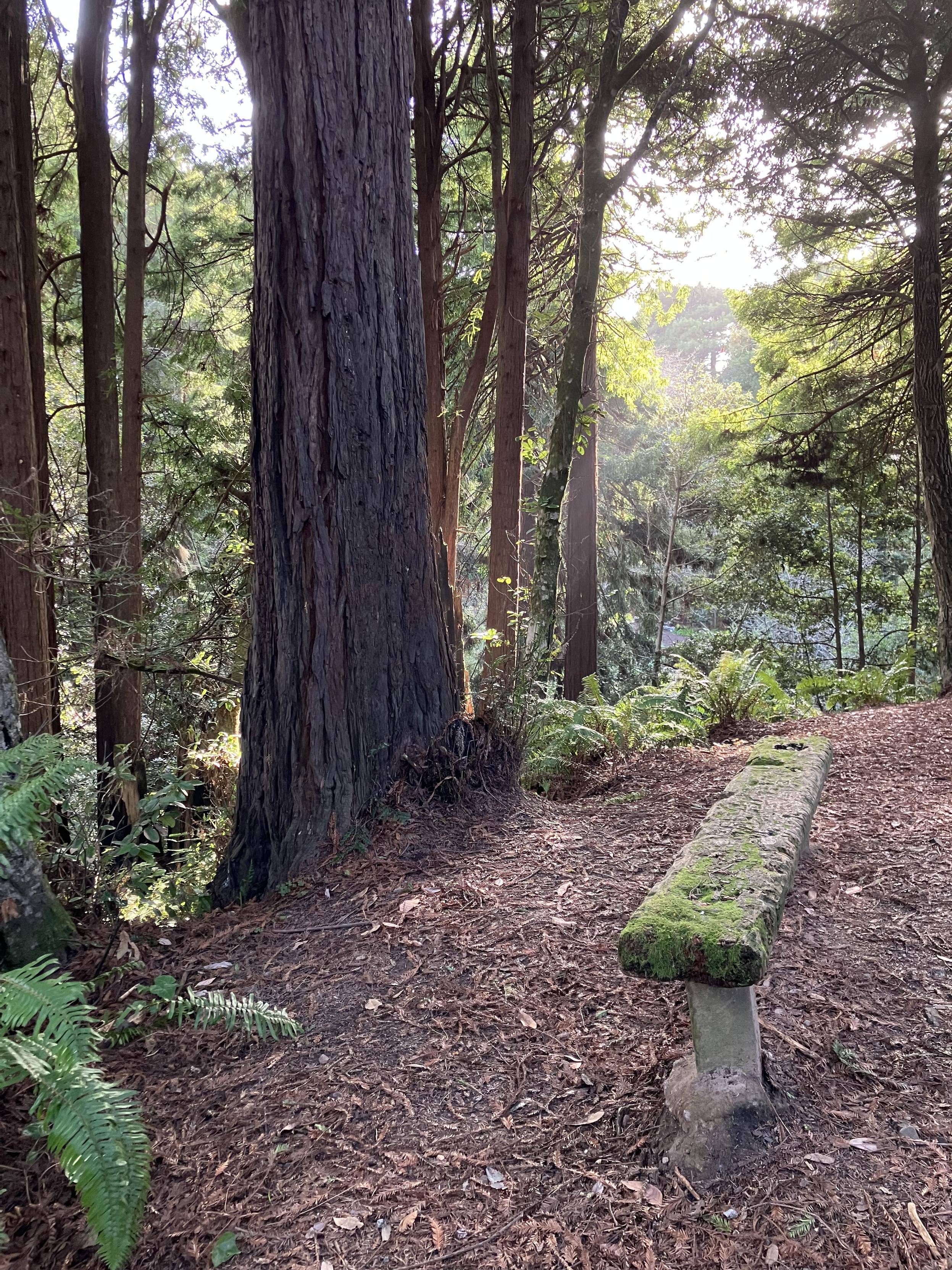 A trailside resting bench is covered with moss. The closest tree is the trunk of a redwood, and there others beyond where sunlight comes through.