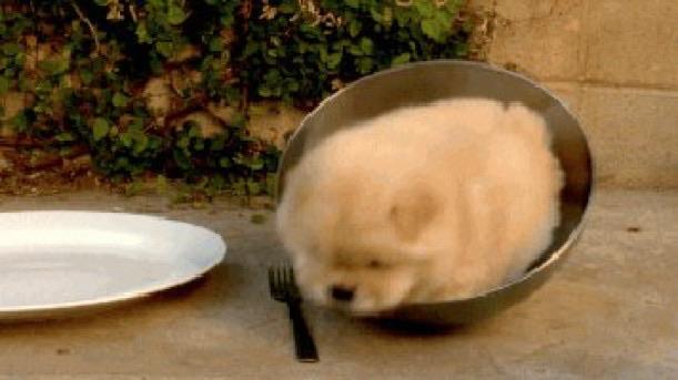 Picture of a chow chow puppy sitting in a metal bowl