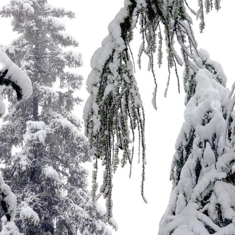 Lange, schneebedeckte Zweige eines Nadelbaums hängen herab, wobei die Nadeln und Zweigspitzen unter der Schneelast leicht nach unten gezogen sind. Im Hintergrund sind weitere verschneite Bäume zu sehen, die in den hellen, nebligen Winterhimmel ragen. Der Schnee bedeckt alle Details der Landschaft und sorgt für eine stille Atmosphäre.