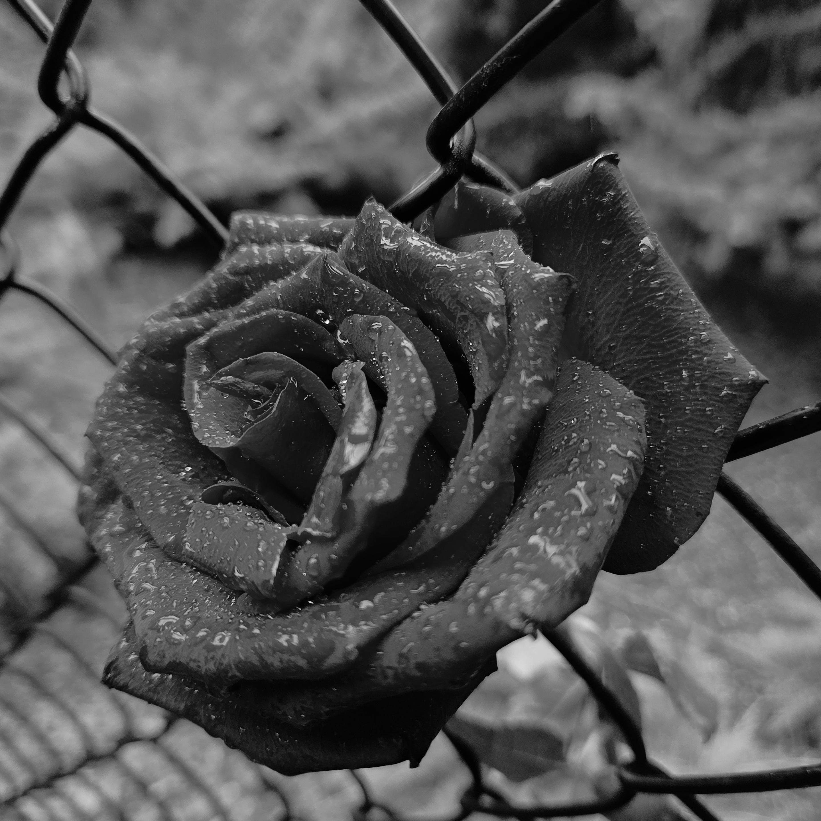 Black and white photo of a rose with its stem through a wire fence. A botanic garden is in blur behind.