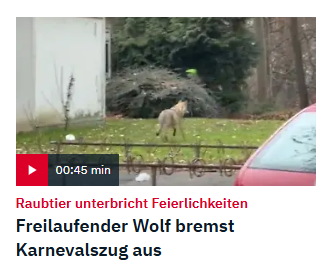 Raubtier unterbricht Feierlichkeiten Freilaufender Wolf bremst Karnevalszug aus