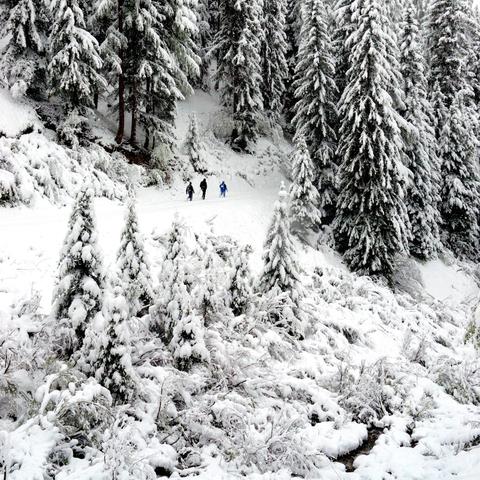 Verschneite Landschaft mit einem dichten Wald aus hohen Tannen im Hintergrund. Im Vordergrund sind kleinere Büsche und junge Bäume, ebenfalls dick mit Schnee bedeckt. Drei Personen, zwei in dunkler Kleidung und eine in Blau, bewegen sich auf einer schneebedeckten Spur durch die Szenerie. Die winterliche Atmosphäre wirkt friedlich und naturbelassen.