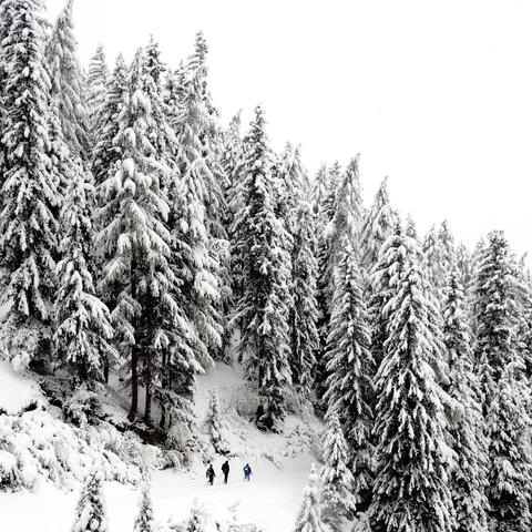 Verschneiter Wald mit hohen Tannen, die dicht beieinander stehen und vollständig von Schnee bedeckt sind. Am unteren Bildrand bewegen sich drei Personen in dunkler Kleidung, teilweise mit blauen Akzenten, durch den Schnee, vermutlich beim Wandern oder Skitourengehen. Die Umgebung wirkt ruhig und unberührt, mit einer klaren winterlichen Atmosphäre.