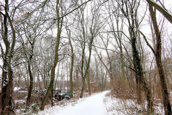 Verschneiter Waldweg, der sich schmal durch eine winterliche Landschaft zieht. Hohe, schlanke Laubbäume mit kahlen, weit verzweigten Ästen säumen den Weg auf beiden Seiten. Eine dünne Schneeschicht liegt auf Ästen, Sträuchern und dem Boden. Mehrere Baumstämme sind mit dunklem Efeu bewachsen, der sich kontrastreich vom weißen Schnee abhebt. Rechts und links des Weges stehen dichte, braune Sträucher und junges Gehölz. Der Himmel ist hell und bedeckt, wodurch die feinen Linien der verschneiten Zwe…
