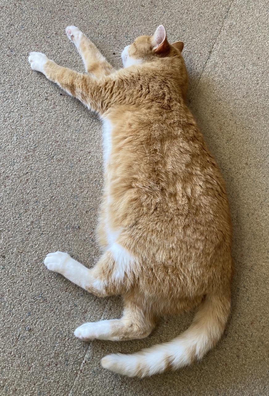 An orange and white tiger cat with short but thick hair is stretched out on its side. The cat appears to be very relaxed.   