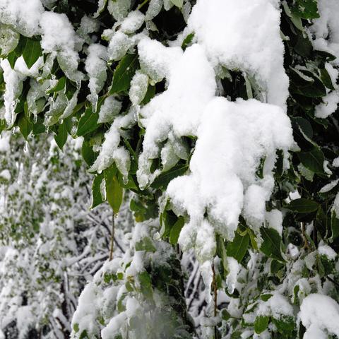 Grüne Laubblätter, die stark mit Schnee bedeckt sind, wobei einzelne Eiszapfen an ihnen hängen. Der Schnee belastet die Blätter, sodass sie nach unten hängen. Im Hintergrund sind weitere verschneite Pflanzen erkennbar, die das winterliche Bild vervollständigen.