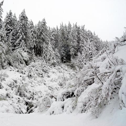 Winterliche Landschaft mit verschneiten Tannen im Hintergrund, die eine dichte Waldgrenze bilden. Der Vordergrund ist von umgeknickten Ästen, verschneiten Büschen und einer unregelmäßigen Schneedecke geprägt. Rechts erhebt sich ein schneebedeckter Hang mit überwucherten Ästen. Der Himmel ist hellgrau, was die kühle und ruhige Atmosphäre der Szene unterstreicht.