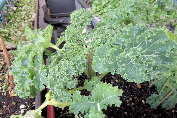 Kräftige Grünkohlpflanze in einem rechteckigen Pflanzkasten mit dunkler Erde. Die großen, blaugrünen Blätter sind stark gekraust und breit ausladend. Helle Blattadern zeichnen sich deutlich ab. In der Mitte wachsen dichter gewellte, kompakte Blätter nach oben, während äußere Blätter seitlich abstehen. Ein dünner Holzstab steht zur Stabilisierung neben dem Haupttrieb. Im Hintergrund sind weitere Pflanzkästen mit grünen Pflanzen sowie Blätter anderer Gewächse zu sehen. Die Erde wirkt locker, mit …