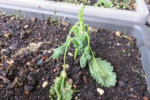 Kleine Grünkohlpflanze in einem rechteckigen Pflanzkasten mit dunkler, feuchter Erde und vereinzelten Steinen. Die äußeren Blätter hängen schlaff nach unten und liegen teilweise auf dem Boden. Einige Blätter zeigen helle, beschädigte Stellen und wirken welk. In der Mitte ragt ein kleiner, aufrechter Trieb mit krausen, grünen Blättern nach oben.